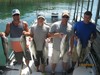 (07/28/2014) - Nice Striped Bass